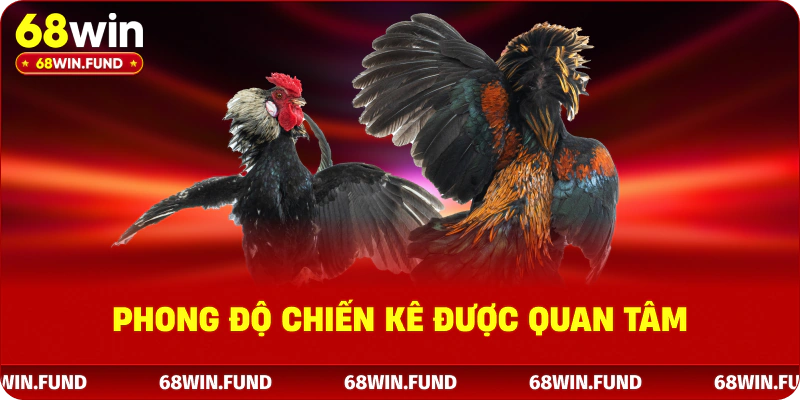 Phong độ chiến kê được quan tâm