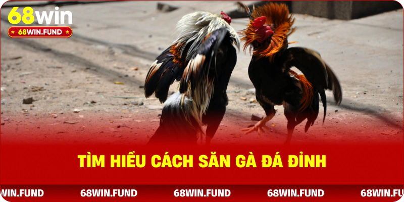 Tìm hiểu cách săn gà đá đỉnh